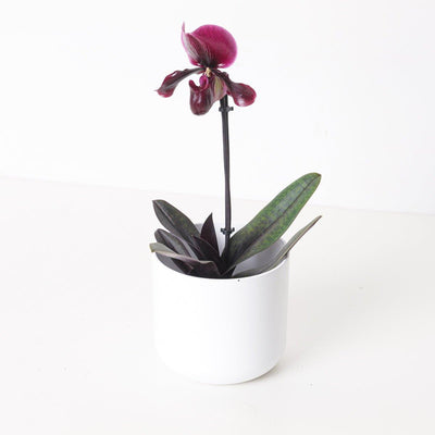 Paphiopedilum 'Black Jack' - House of Kojo