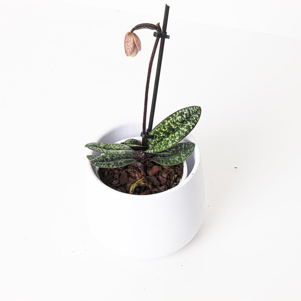 Paphiopedilum delenatii - House of Kojo