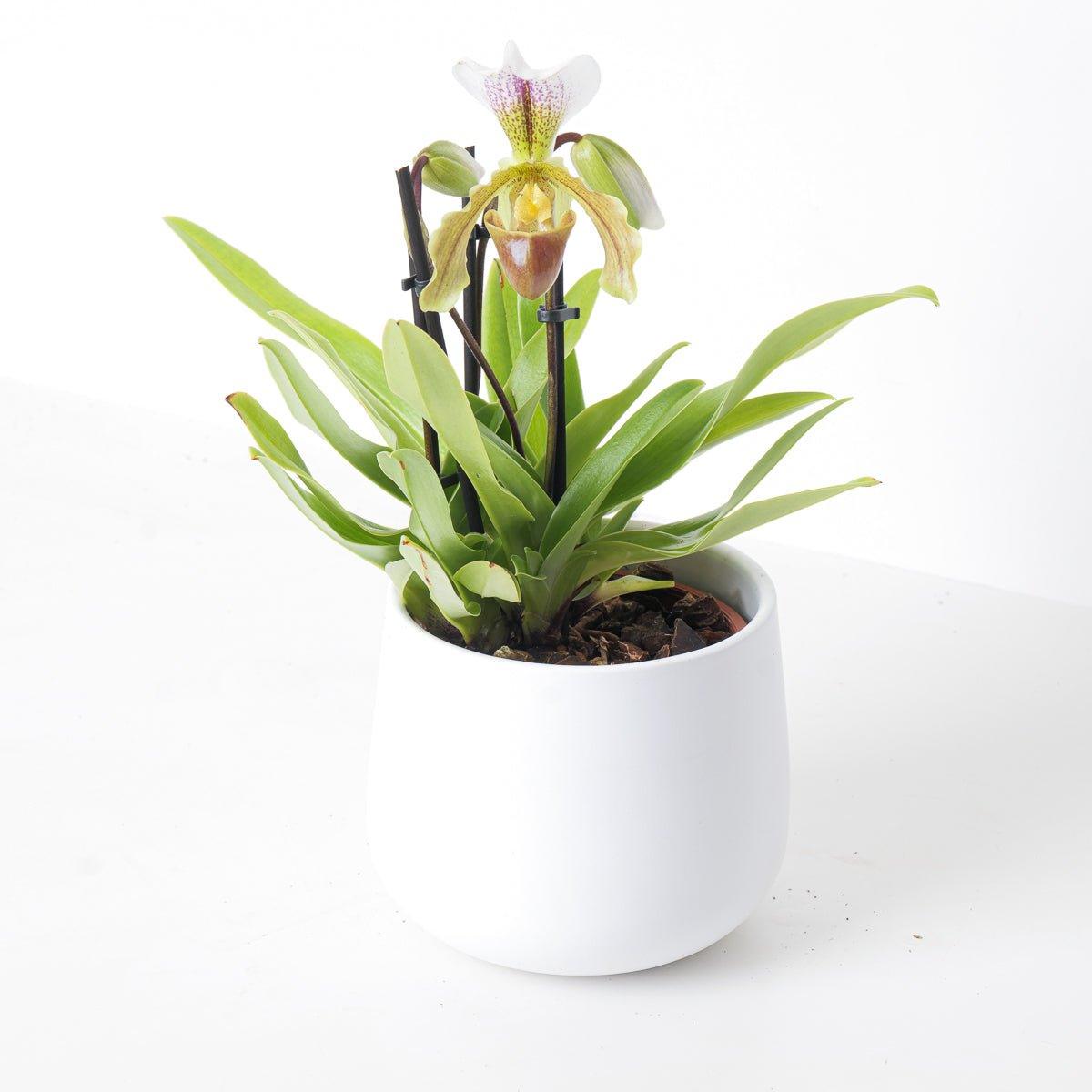 Paphiopedilum leeanum - House of Kojo