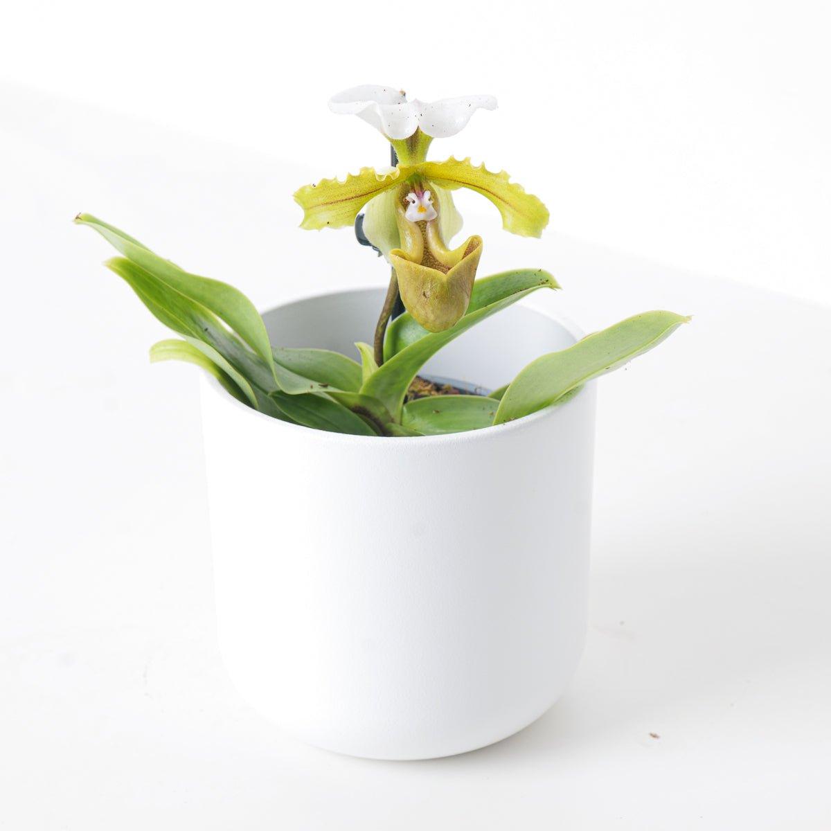 Paphiopedilum Milano - House of Kojo