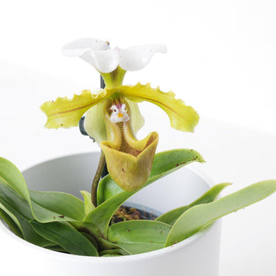 Paphiopedilum Milano - House of Kojo