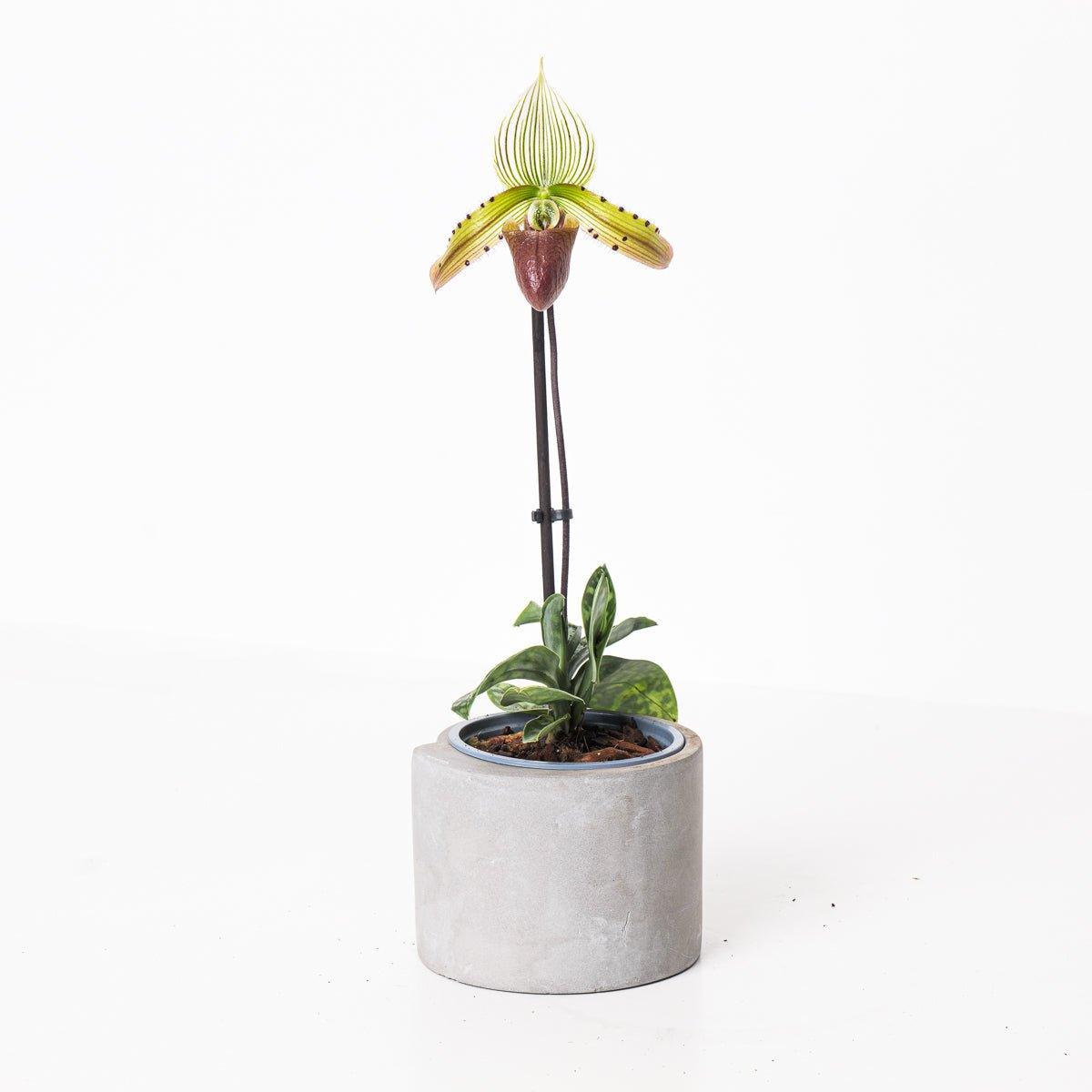 Paphiopedilum sukhakulii - House of Kojo