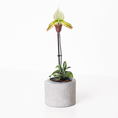 Paphiopedilum sukhakulii - House of Kojo