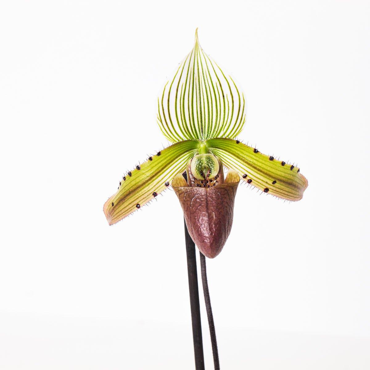 Paphiopedilum sukhakulii - House of Kojo