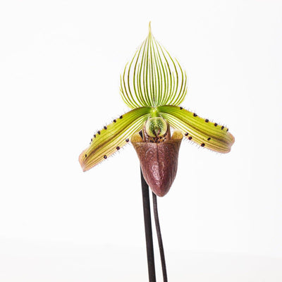 Paphiopedilum sukhakulii - House of Kojo