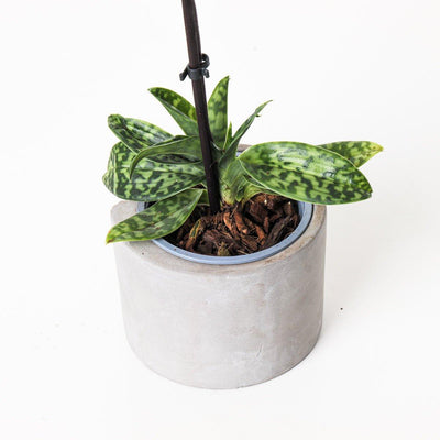 Paphiopedilum sukhakulii - House of Kojo