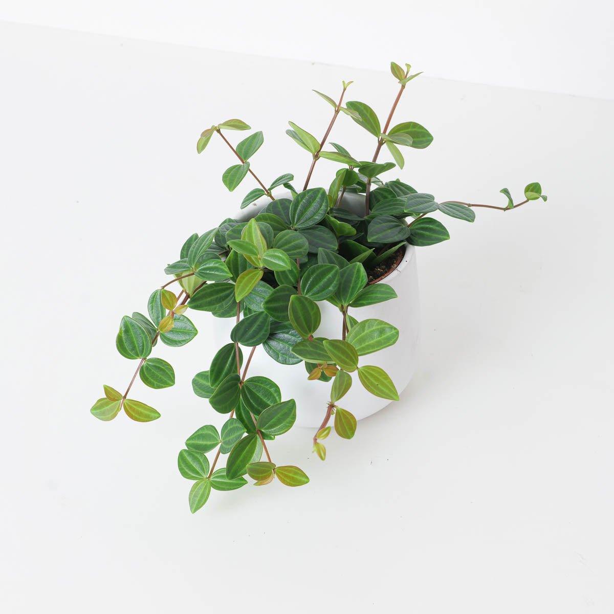 Peperomia angulata Rocco Scuro - House of Kojo