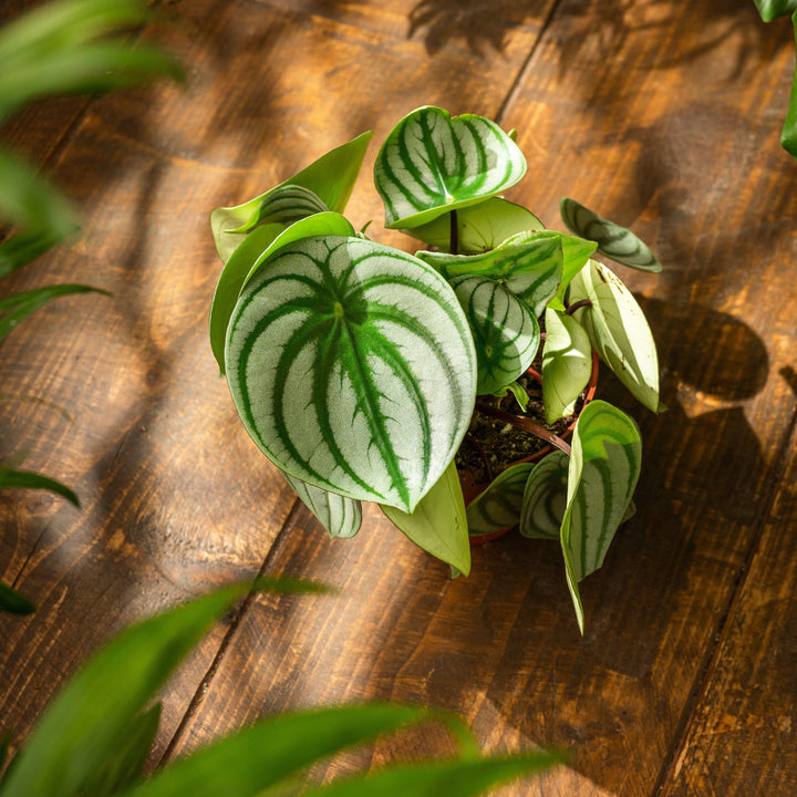 peperomia argyreia variegata Peperomia Argyreia Watermelon