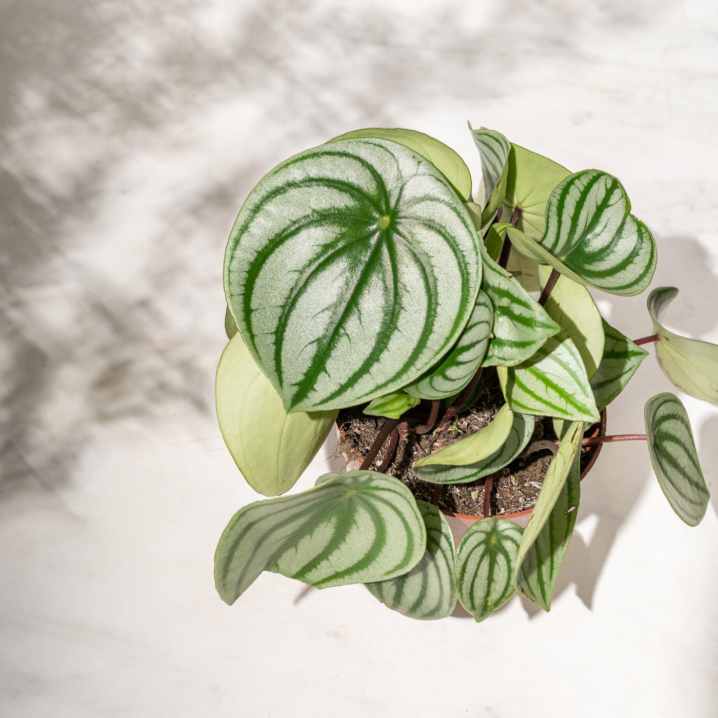 Peperomia Argyreia Watermelon - House of Kojo