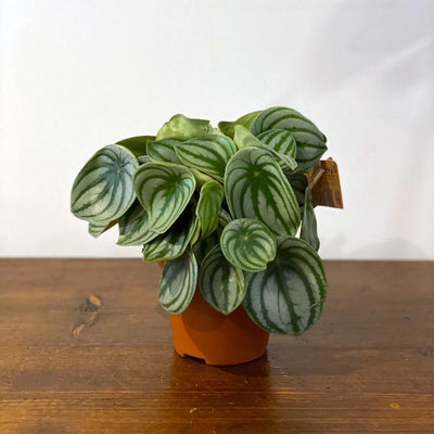 Peperomia Argyreia Watermelon - House of Kojo