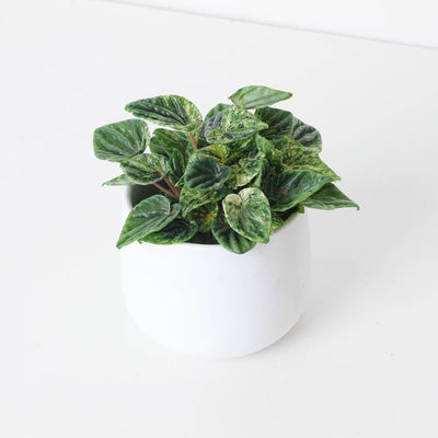 Peperomia Caperata Buenos Aires - House of Kojo