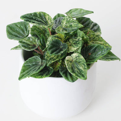 Peperomia Caperata Buenos Aires - House of Kojo