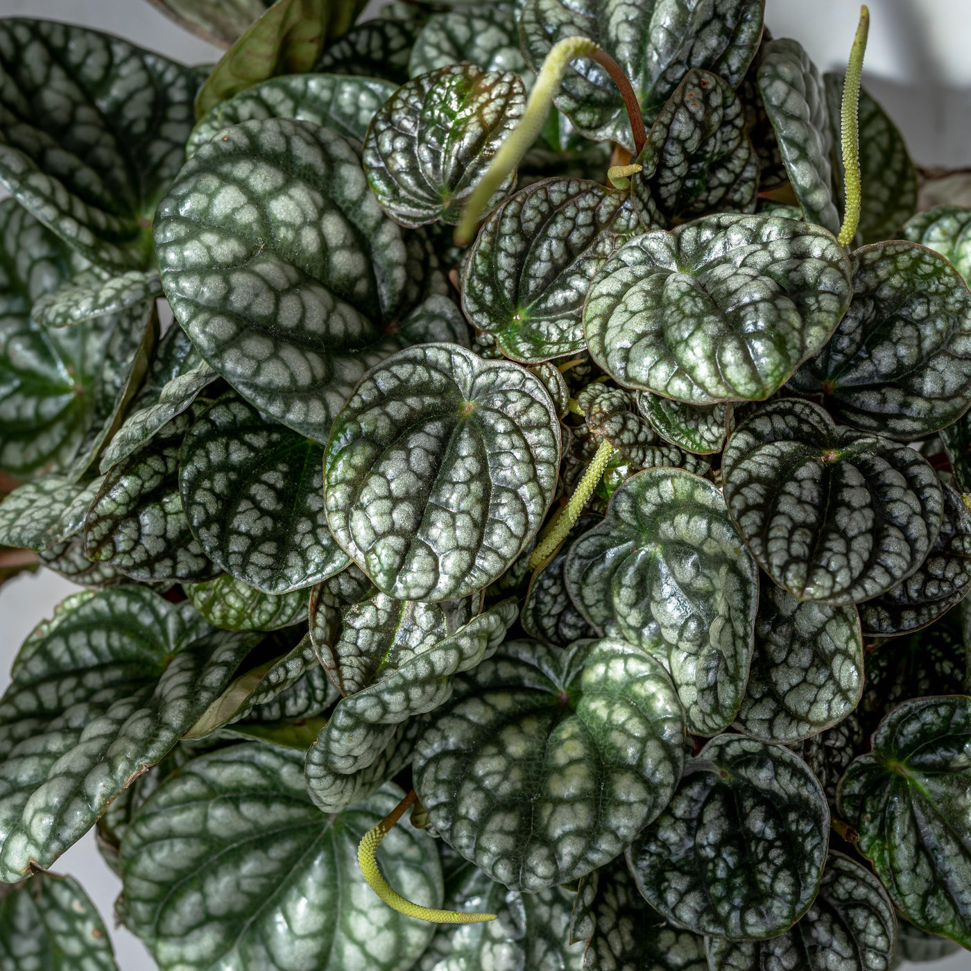 Peperomia Caperata Burbella | Pet Friendly House Plant - House of Kojo