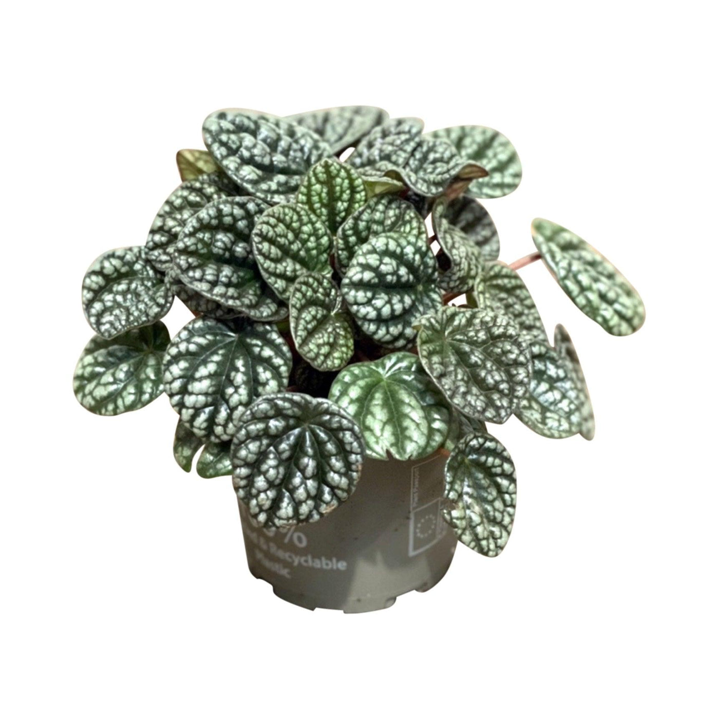 Peperomia Caperata Burbella | Pet Friendly House Plant - House of Kojo