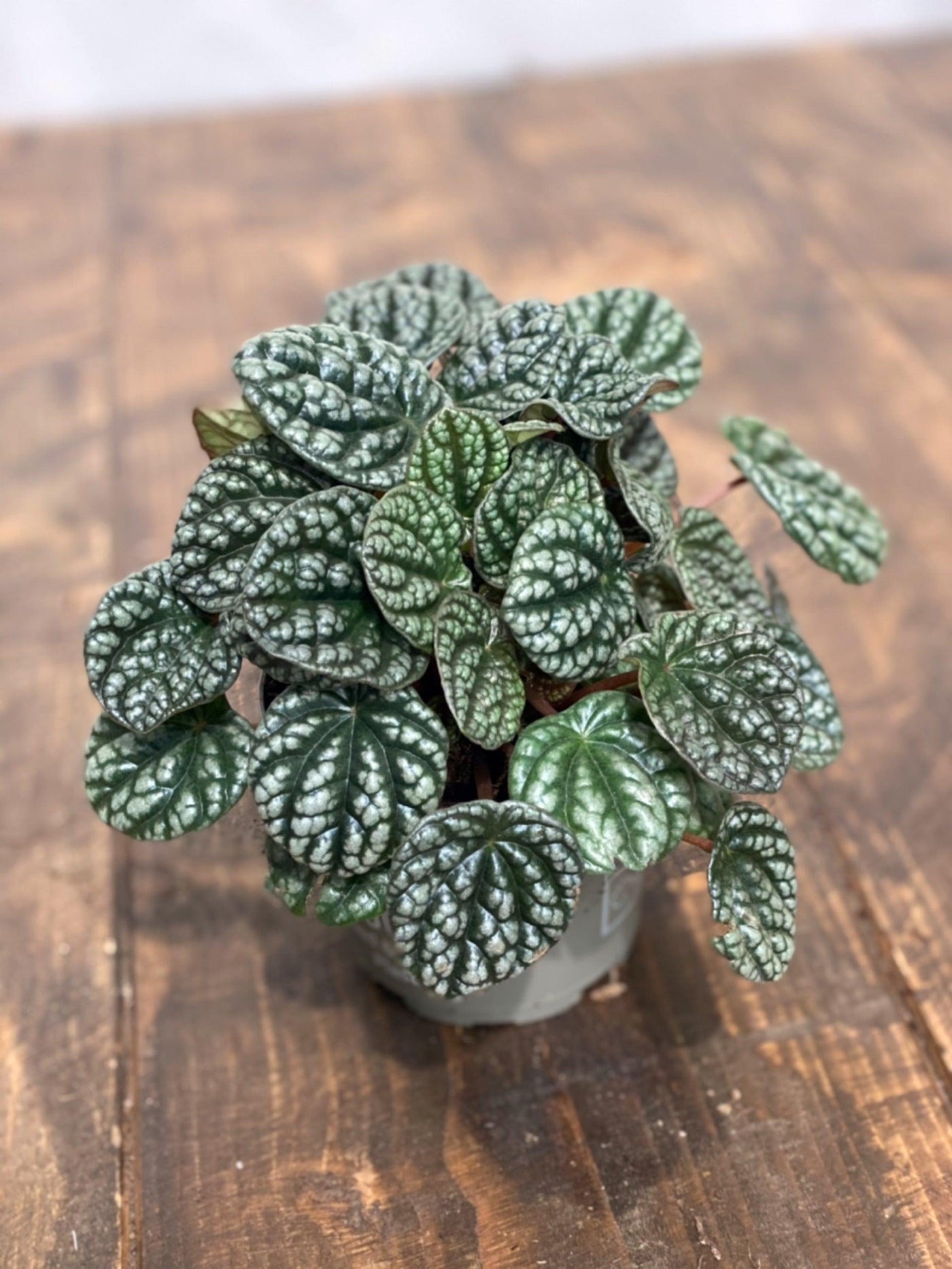 Peperomia Caperata Burbella | Pet Friendly House Plant - House of Kojo