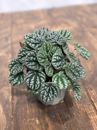 Peperomia Caperata Burbella | Pet Friendly House Plant - House of Kojo