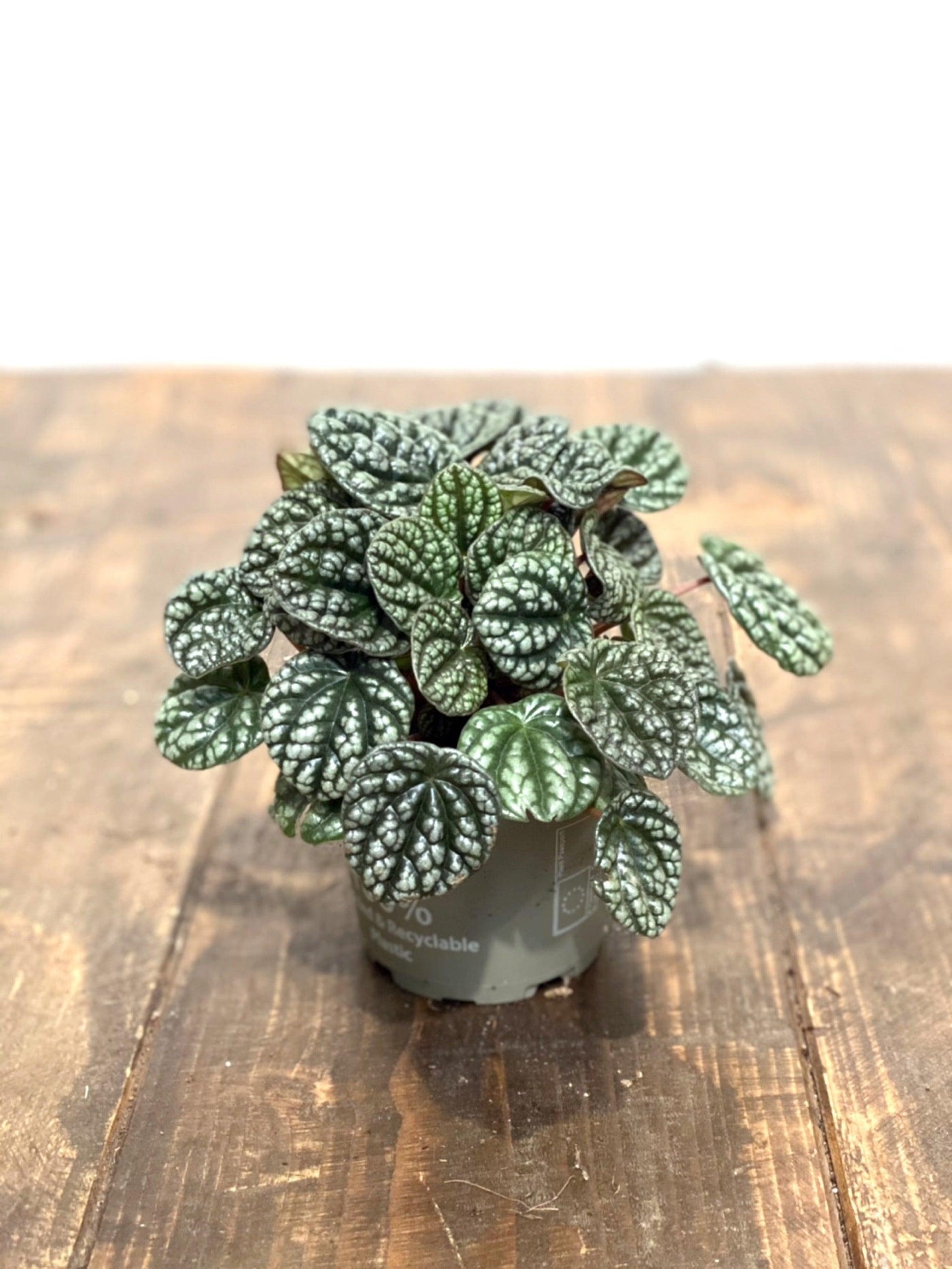 Peperomia Caperata Burbella | Pet Friendly House Plant - House of Kojo