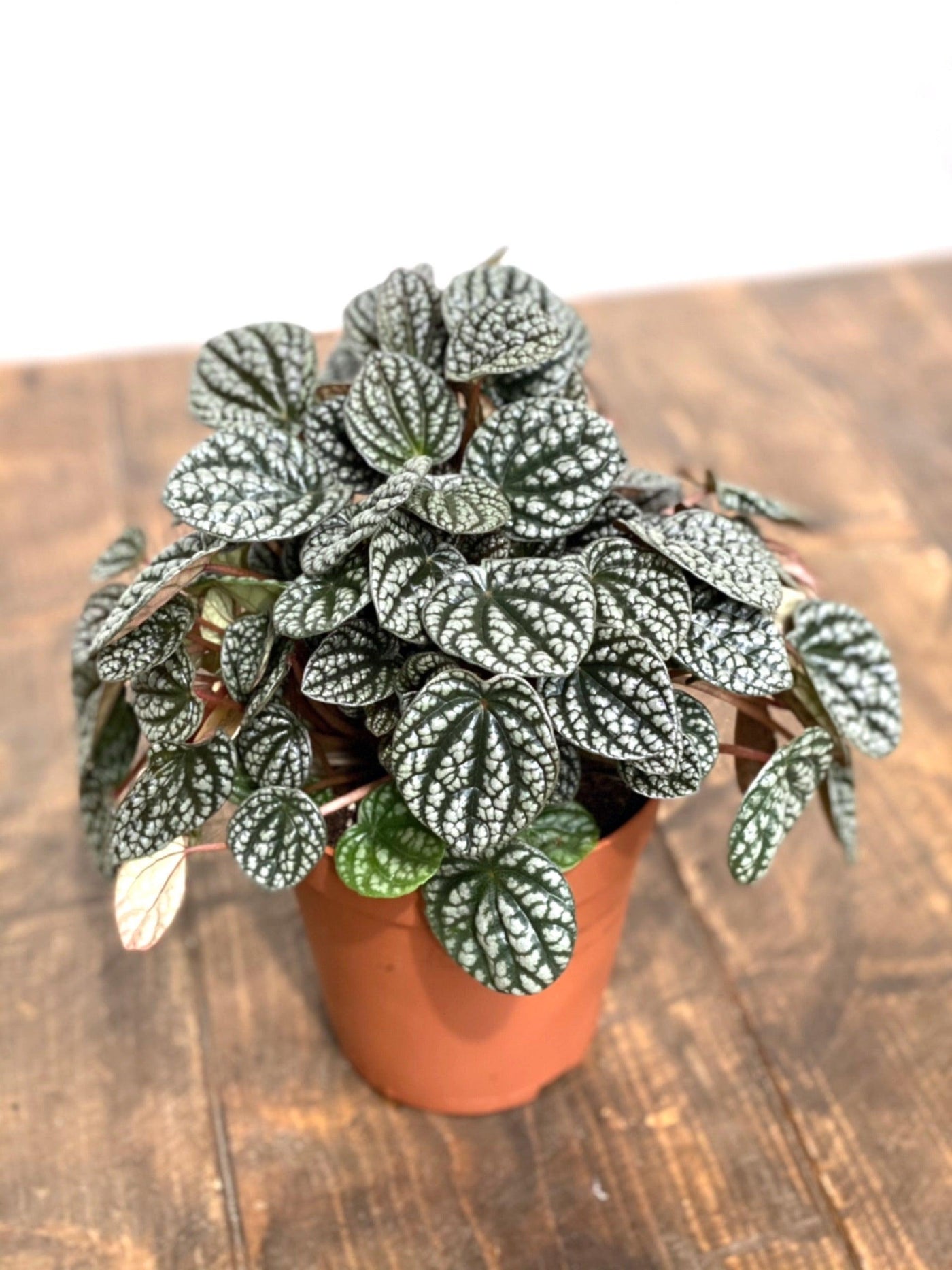 Peperomia Caperata Burbella | Pet Friendly House Plant - House of Kojo