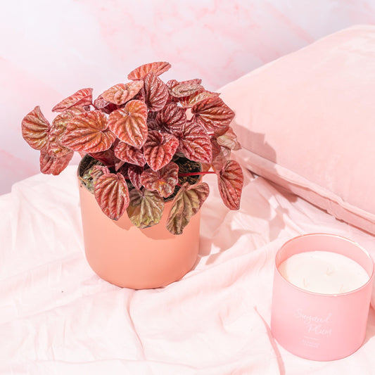 Peperomia Caperata Quito - House of Kojo