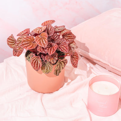 Peperomia Caperata Quito - House of Kojo