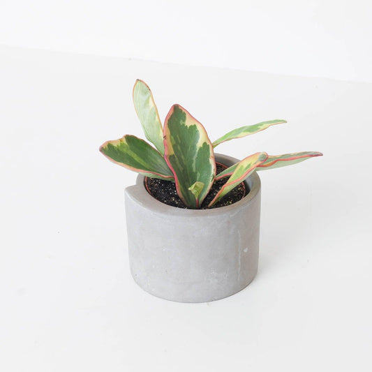 Peperomia clusiifolia Jelly - House of Kojo