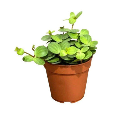 Peperomia Hope - House of Kojo