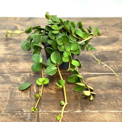 Peperomia Hope - House of Kojo