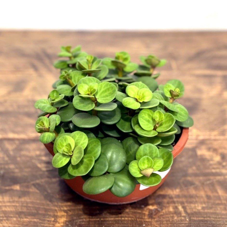 Peperomia Hope - House of Kojo