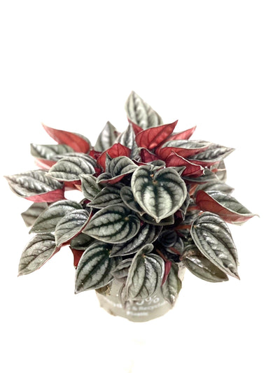 Peperomia Mendoza | 11cm Pot | Pet Friendly House Plant - House of Kojo