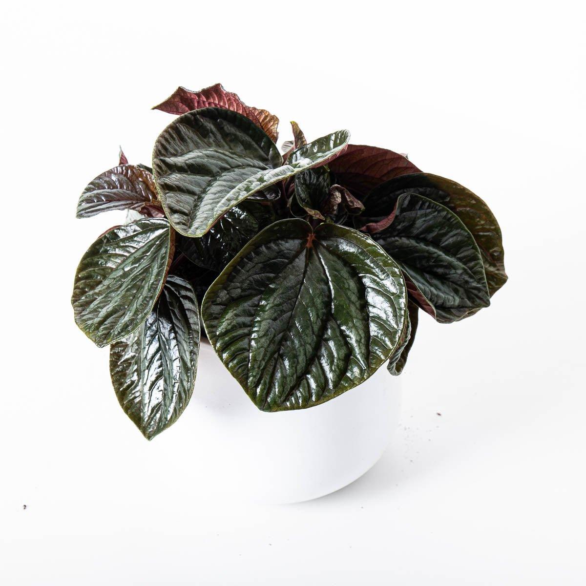 Peperomia metallica 'Ecuador' - House of Kojo