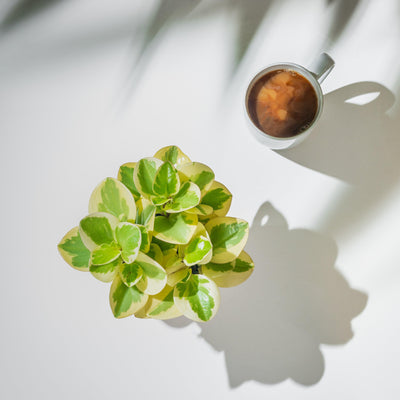 Peperomia Obtipan Variegated | 12cm Pot | Pet Friendly House Plant - House of Kojo