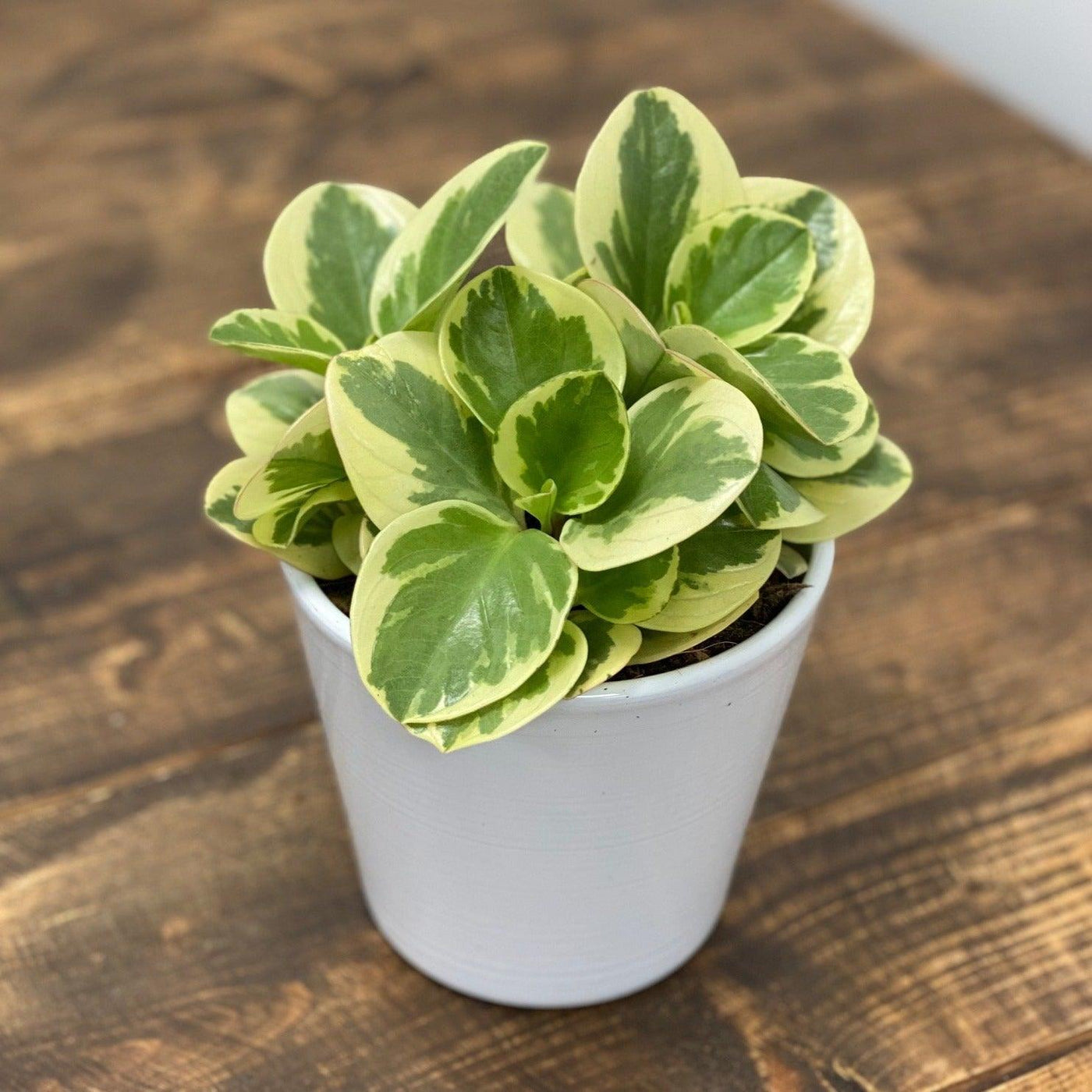 Peperomia Obtipan Variegated | 12cm Pot | Pet Friendly House Plant - House of Kojo