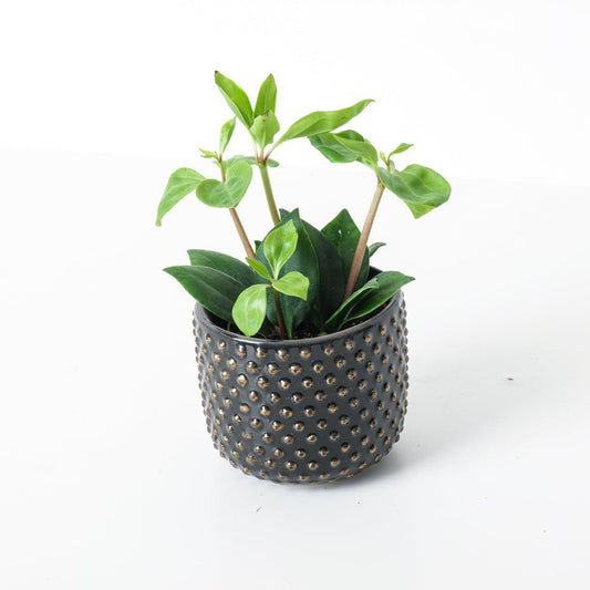 Peperomia pereskiifolia - House of Kojo