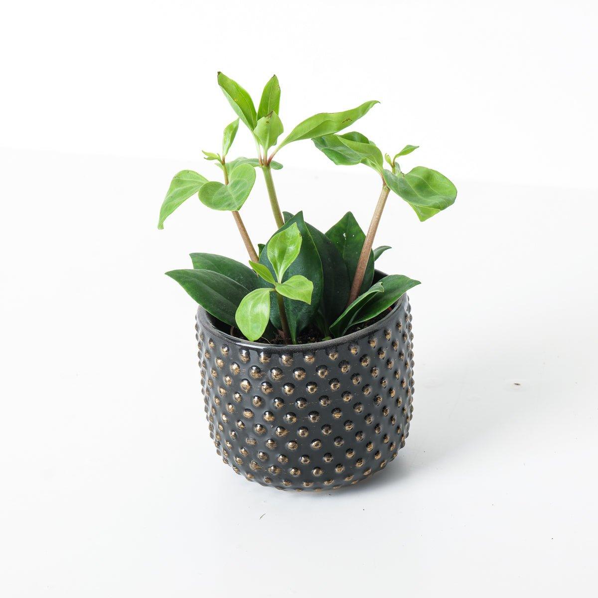 Peperomia pereskiifolia - House of Kojo
