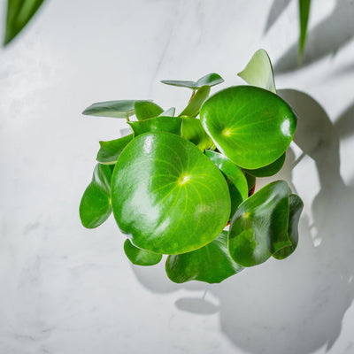 Peperomia Polybotrya Raindrop | 12cm Pot | Pet Friendly House Plant - House of Kojo