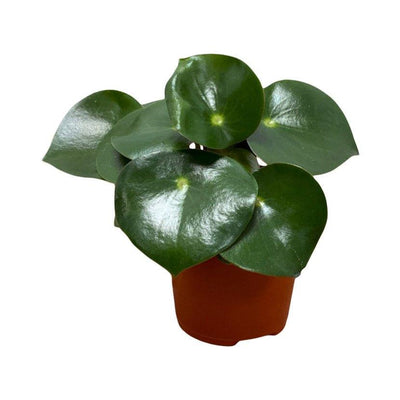 Peperomia Polybotrya Raindrop | 12cm Pot | Pet Friendly House Plant - House of Kojo