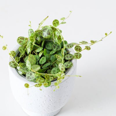 Peperomia Prostrata | String of Turtles - House of Kojo