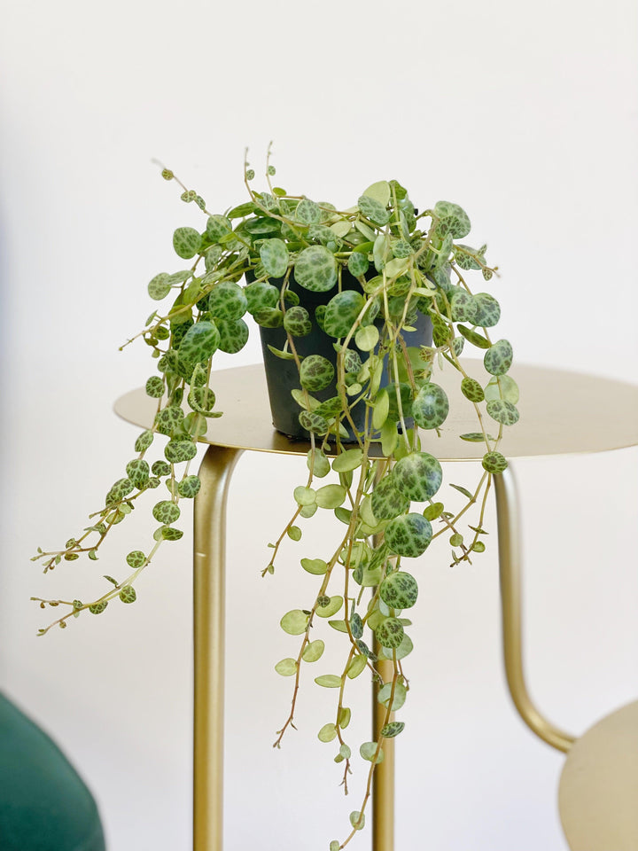 Peperomia Prostrata | String of Turtles