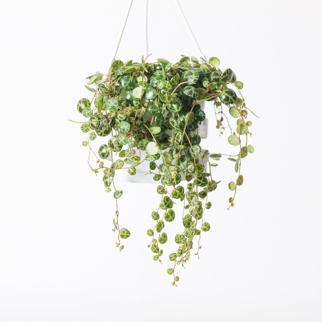string of turtles hanging plant Peperomia Prostrata | String of Turtles