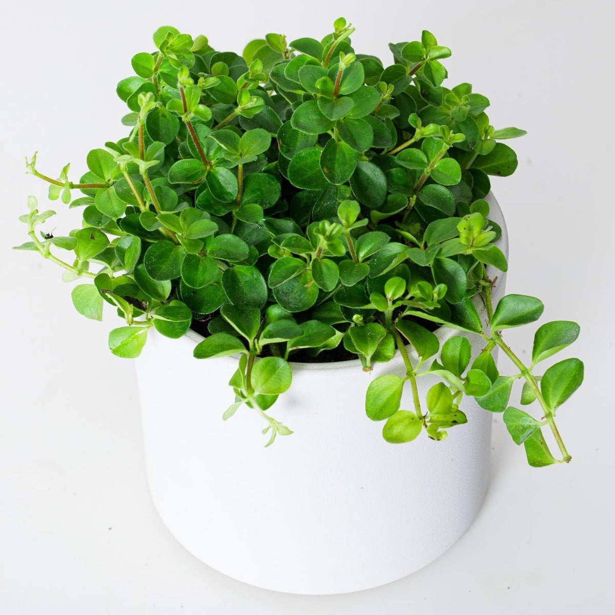 Peperomia Rotundifolia - House of Kojo