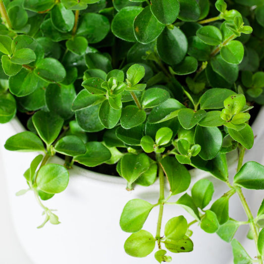 Peperomia Rotundifolia - House of Kojo