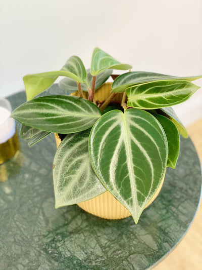 Peperomia Sarcophylla - House of Kojo