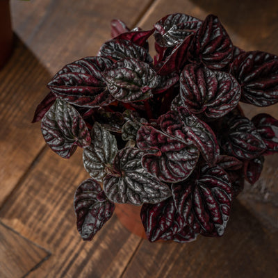 Peperomia Schumi Red Sienna Sunset | 11cm Pot | House Plant - House of Kojo