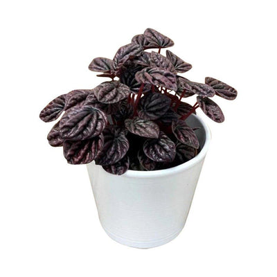 Peperomia Schumi Red Sienna Sunset | 11cm Pot | House Plant - House of Kojo