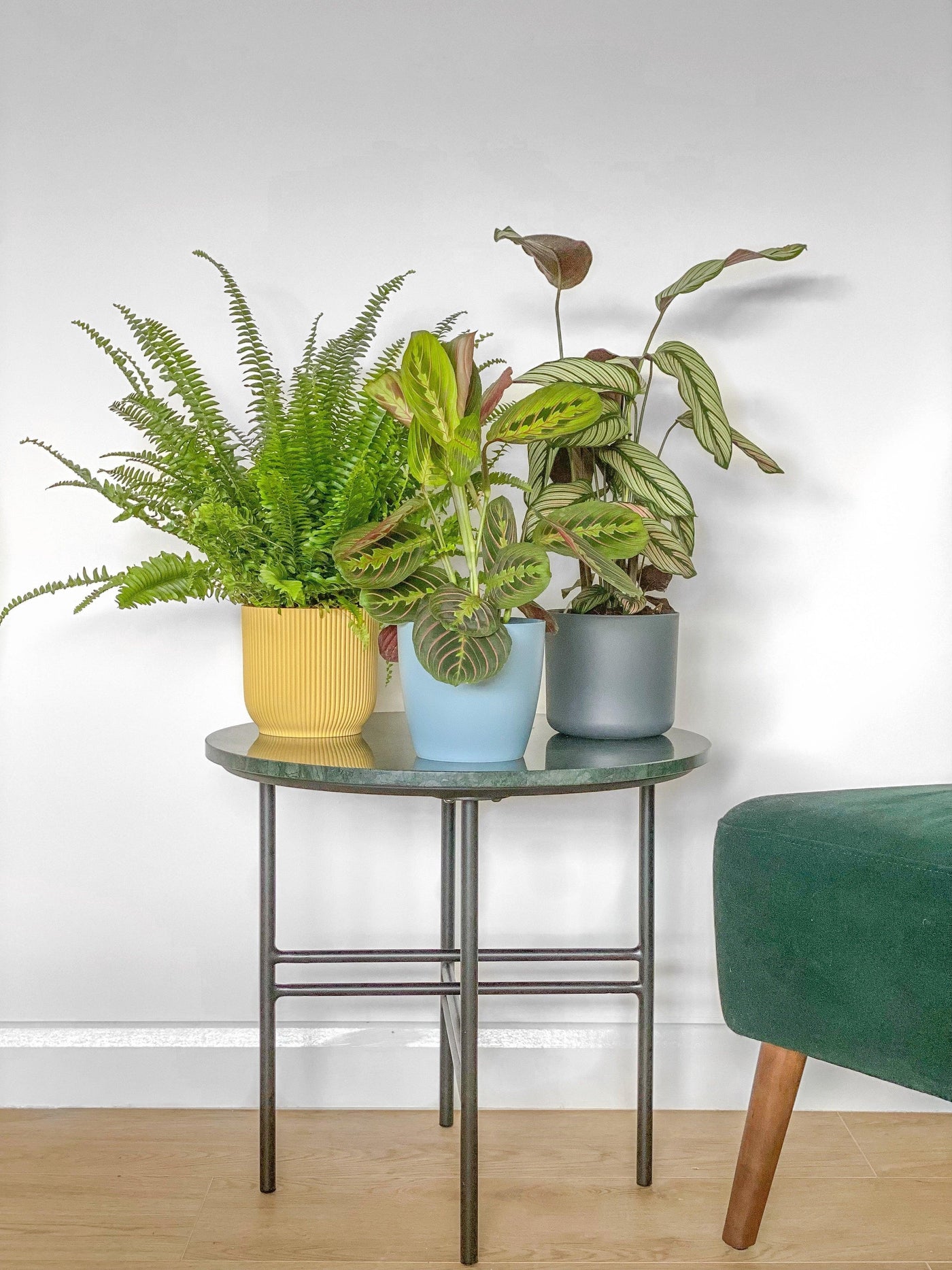 Pet Friendly Bundle | Calathea | Boston Fern | Maranta - House of Kojo