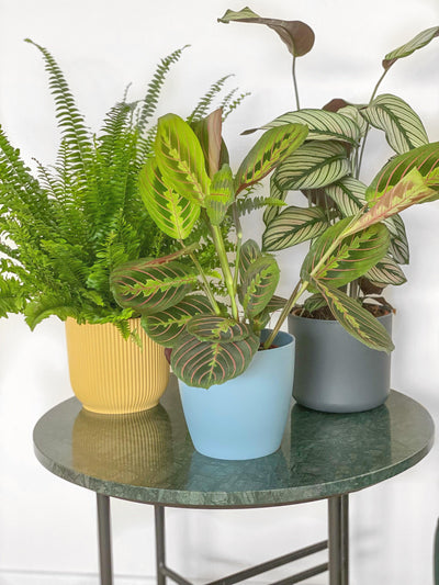 Pet Friendly Bundle | Calathea | Boston Fern | Maranta - House of Kojo