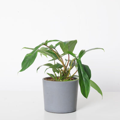 Philodendron 69686 - House of Kojo