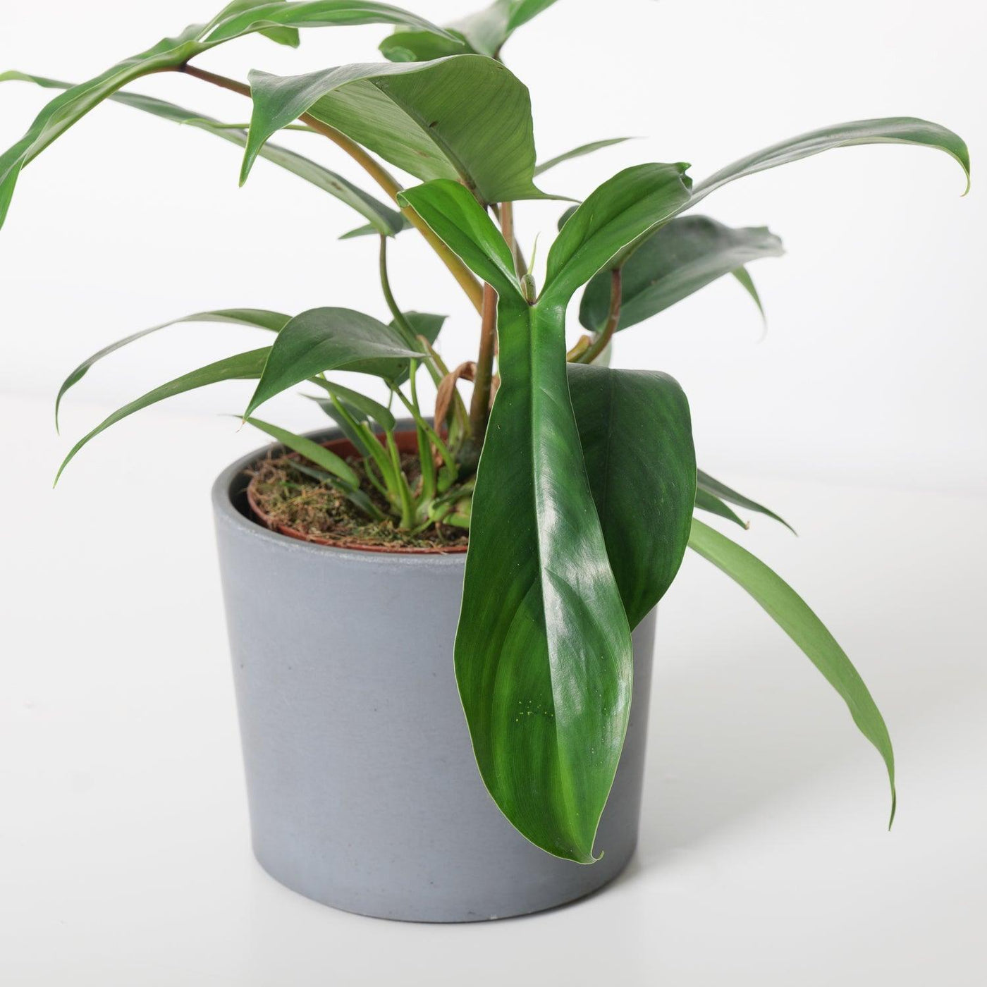 69686 philodendron price Philodendron 69686