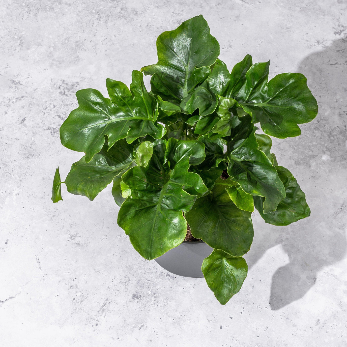 philodendron little atom Philodendron Atom | 12cm Pot | House Plant