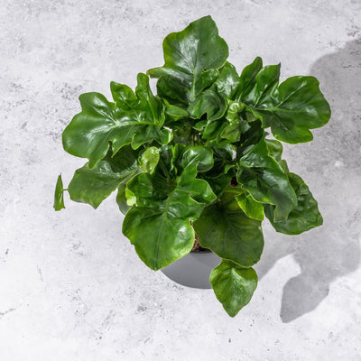 Philodendron Atom | 12cm Pot | House Plant - House of Kojo